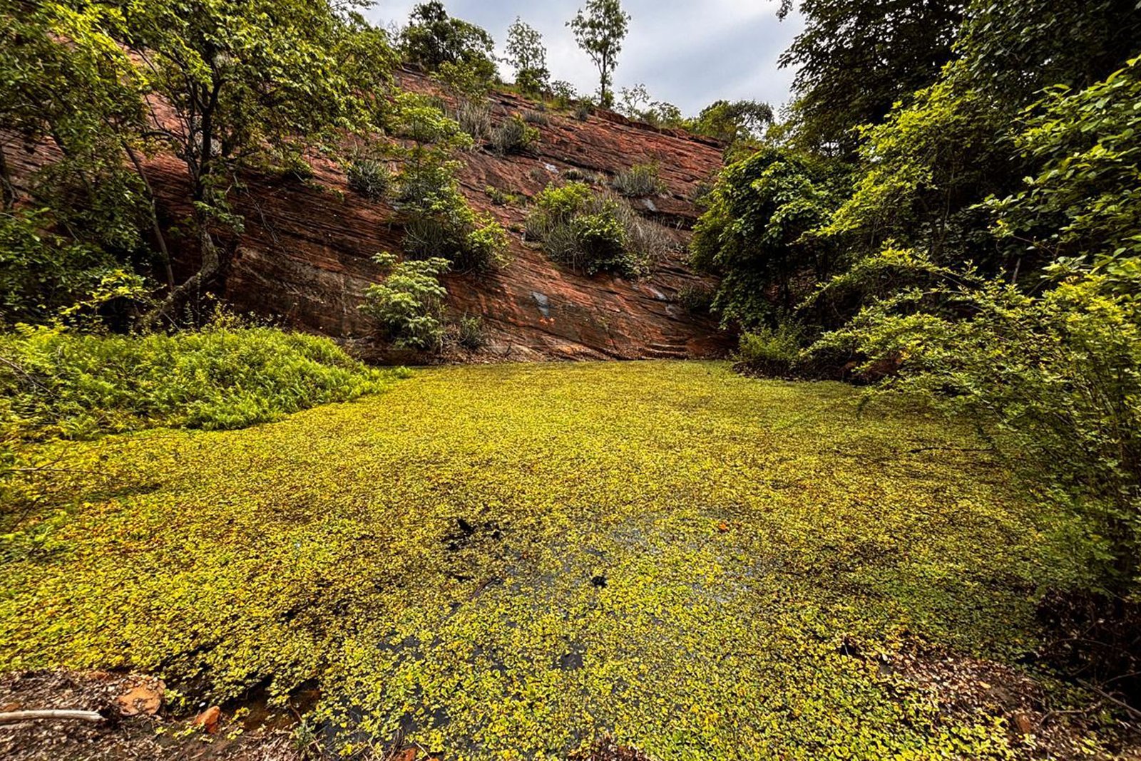GreenSequr Trail Run landscape in Mancherial